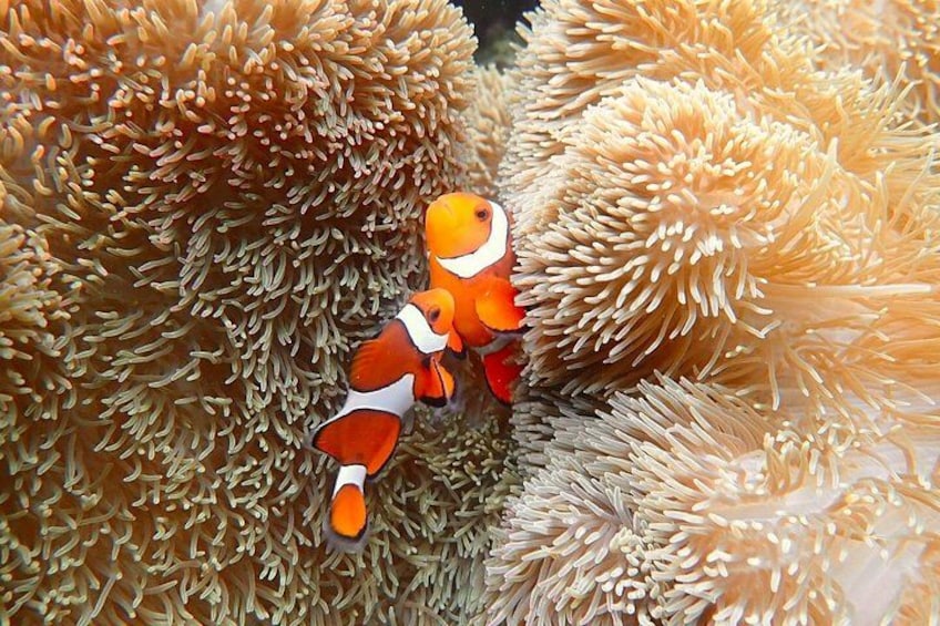 Clownfish among sea anemones. 3