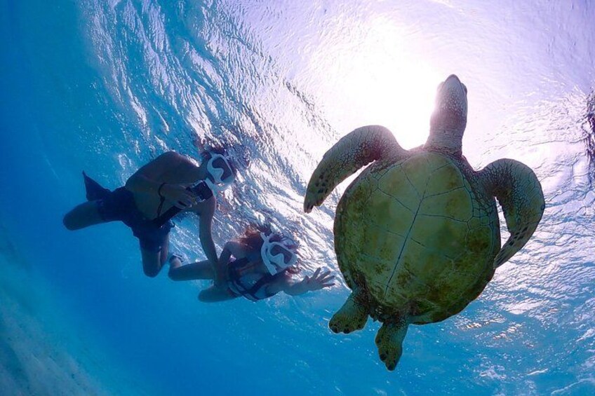 A turtle swimming underwater with a diver and a shark nearby. 5