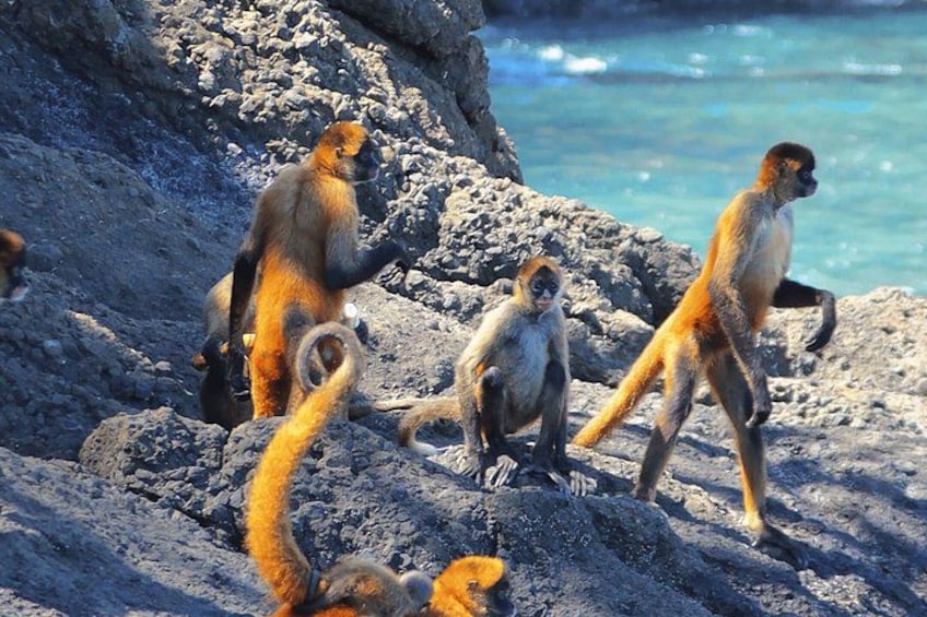 Isla Tortuga Premium: snorkeling, Monkeys & Private Beach Spot 2