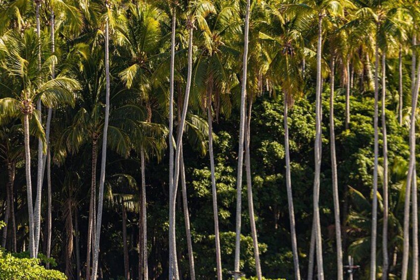 Isla Tortuga Premium: snorkeling, Monkeys & Private Beach Spot 2
