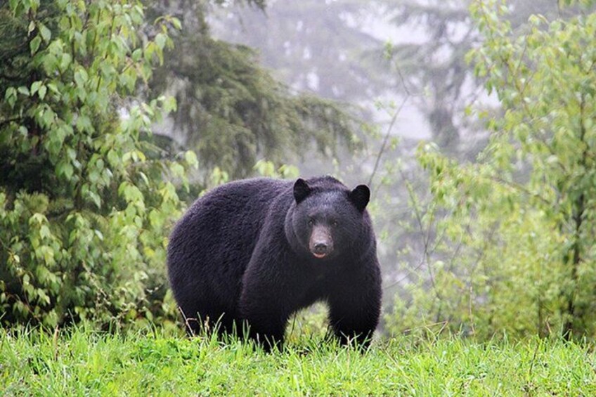 Whistler Morning With The Bears Land Rover Scenic Tour 1