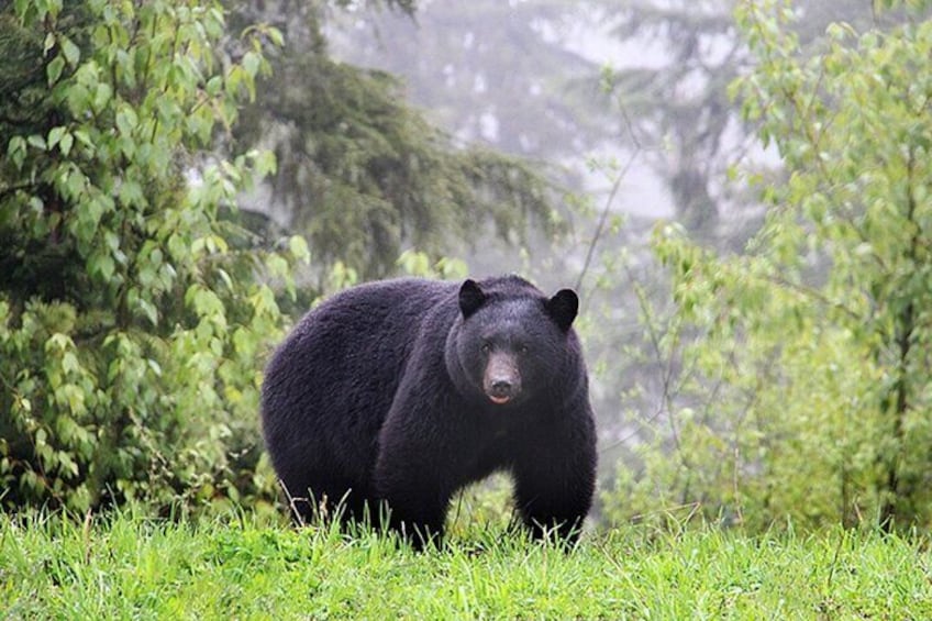 Un ours noir se promène dans une zone herbeuse, avec des arbres en arrière-plan. 1