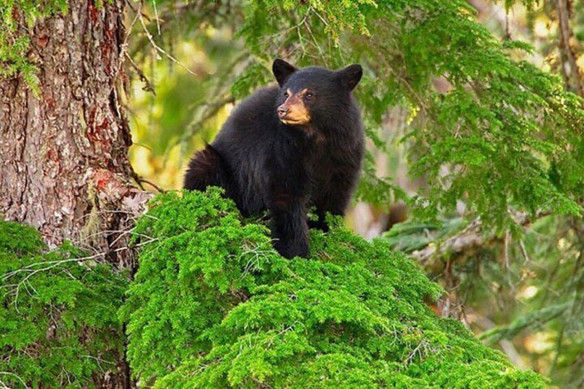 Whistler Morning With The Bears Land Rover Scenic Tour 5