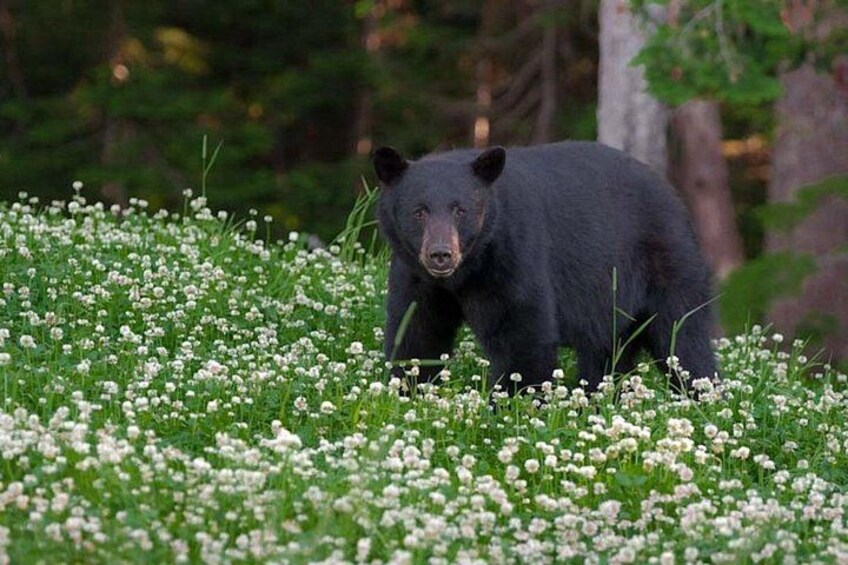 Whistler Morning With The Bears Land Rover Scenic Tour 5