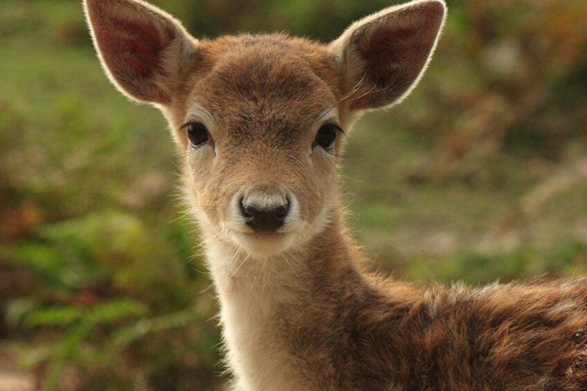 A young deer with large ears and a light brown coat, standing in a grassy area. 2