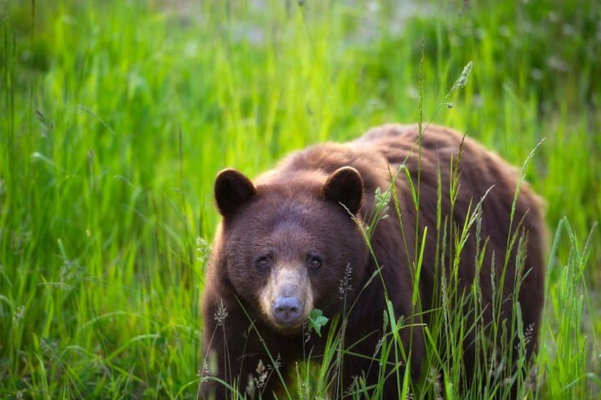 Whistler Morning With The Bears Land Rover Scenic Tour 1