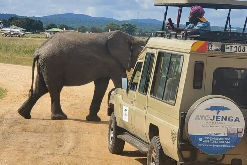 Day Safari in Tarangire National Park 1