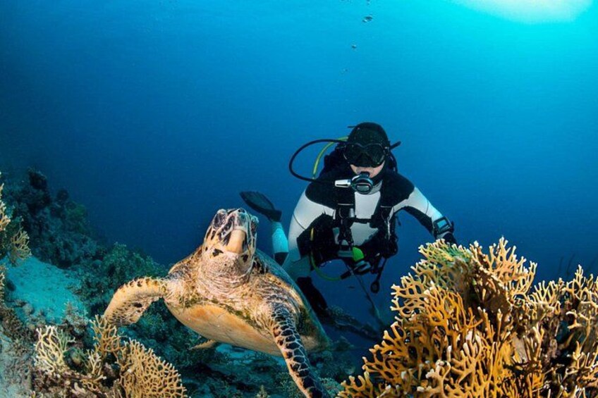 A diver and a sea turtle in an underwater scene with coral formations. 4
