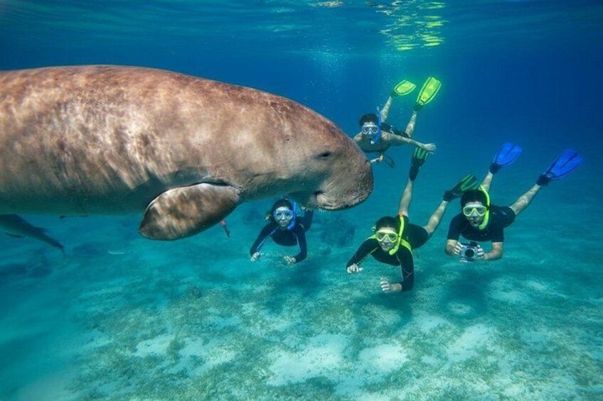 Snorkel alongside a rare dugong (sea cow) at Marsa Mubarak Bay 1