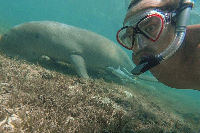 A diver underwater with a manatee. 2