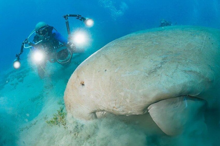 A diver with a robotic device and a large manatee underwater. 3