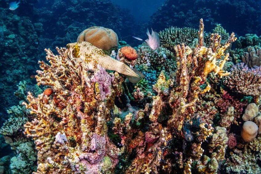 A vibrant coral reef with diverse marine life and colorful corals. 3
