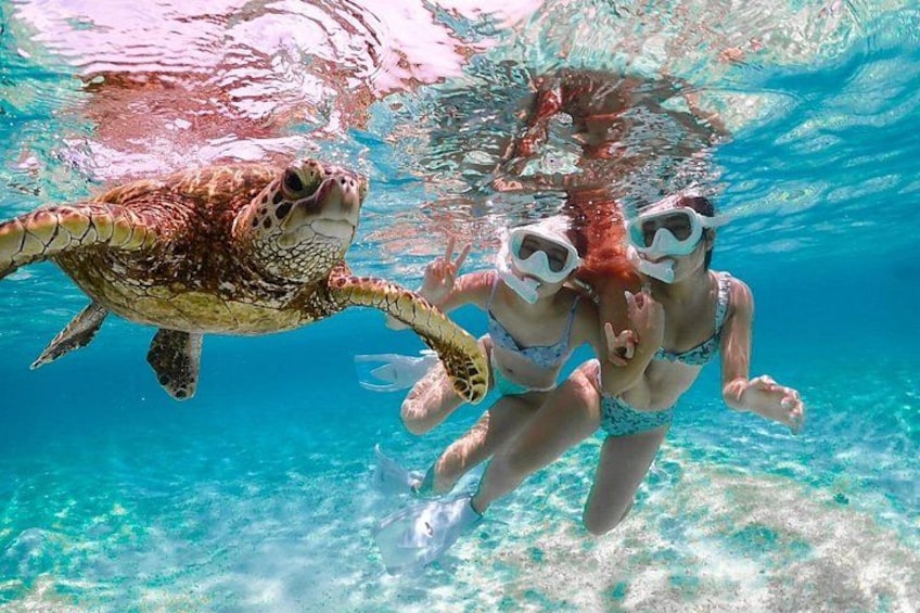 A sea turtle swimming near two snorkelers. 5