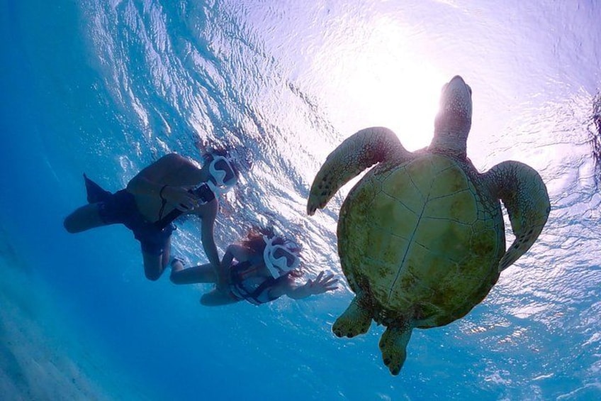 A turtle swimming underwater with a diver and a shark nearby. 1