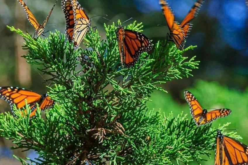 Abu Dhabi Immersive Butterfly Garden 3