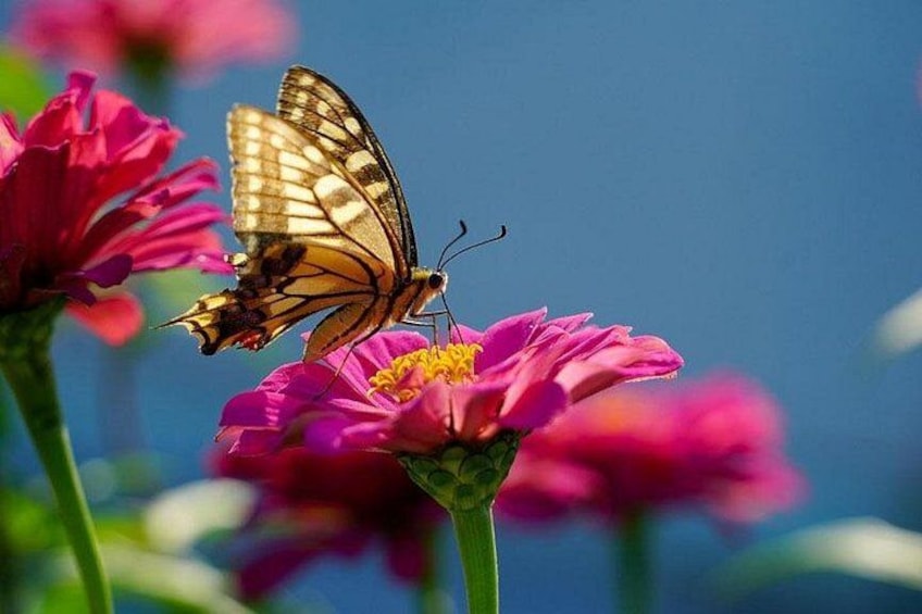 Abu Dhabi Immersive Butterfly Garden 5