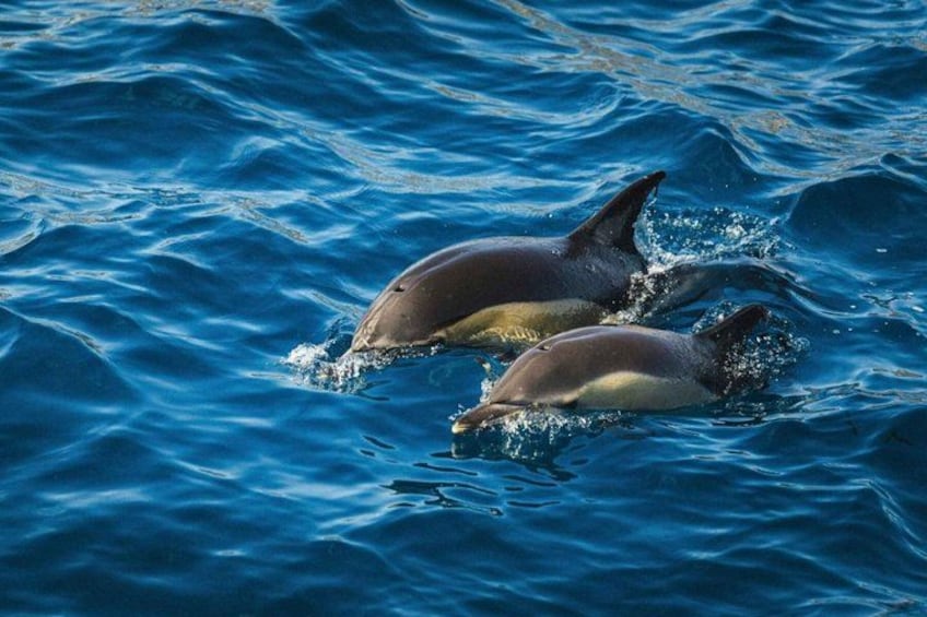 Two dolphins swimming in blue ocean water. 4