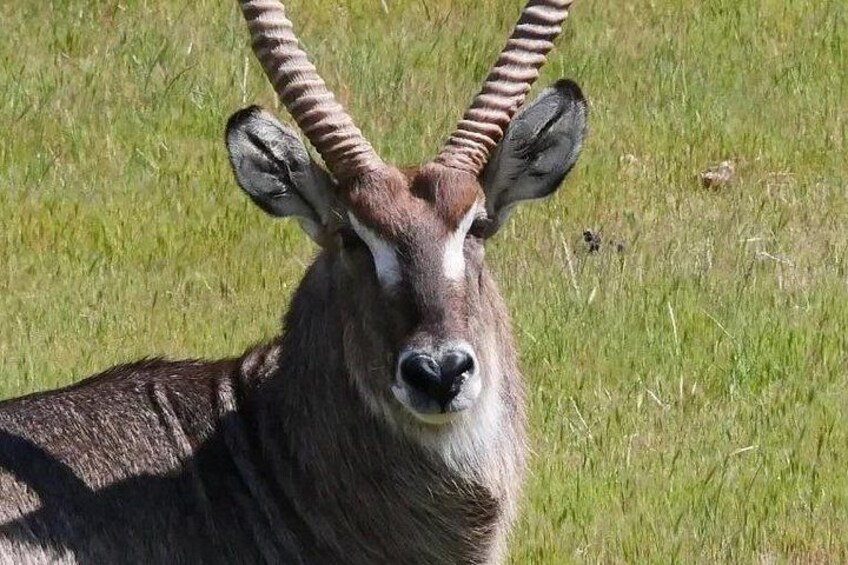 Private Wildlife & Premium WineTour Stellenbosch 3