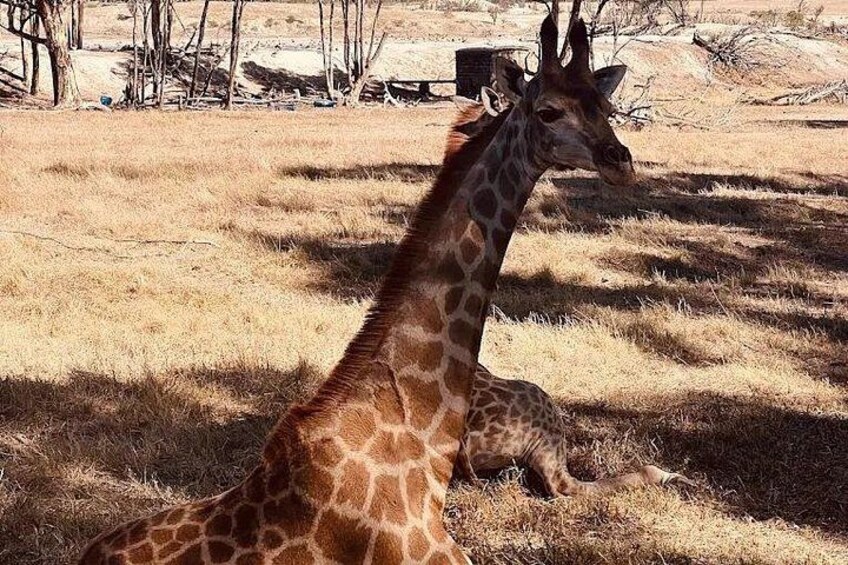 Private Wildlife & Premium WineTour Stellenbosch 5