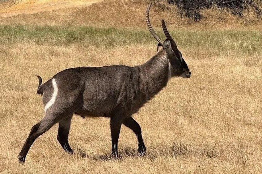 Private Wildlife & Premium WineTour Stellenbosch 4