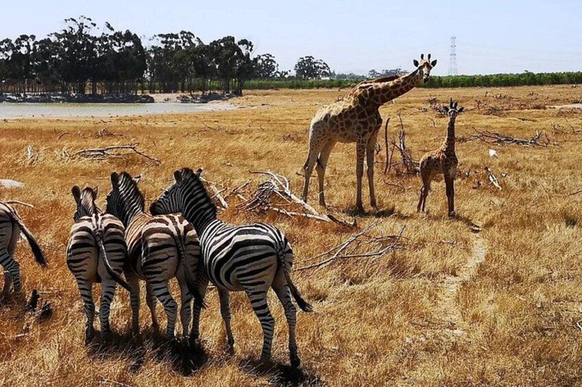 Private Wildlife & Premium WineTour Stellenbosch 2