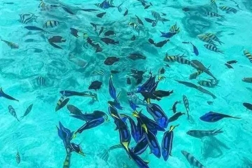Svariate specie di pesci tropicali nuotano in acque cristalline color turchese. 2