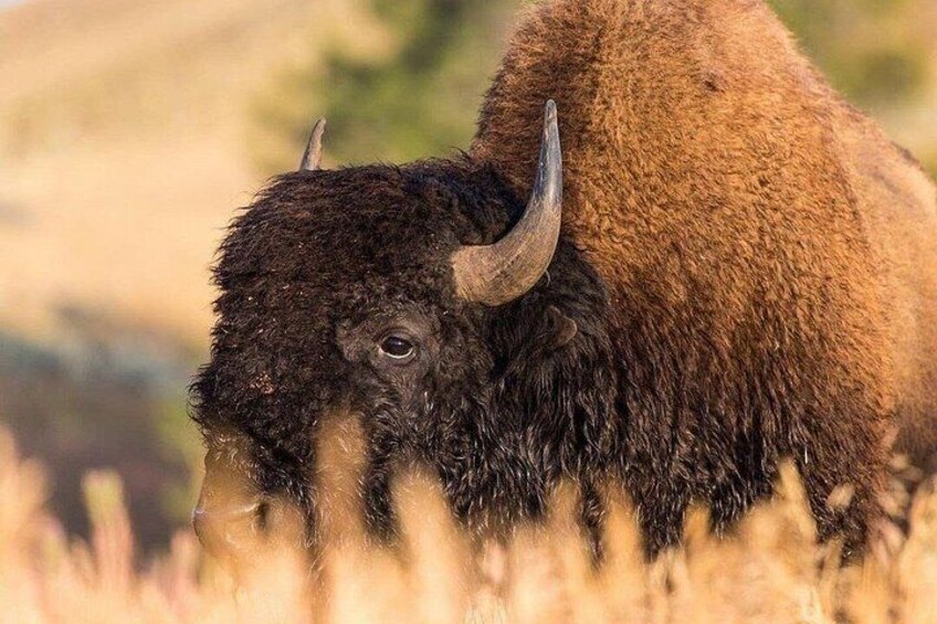 Private Yellowstone Wildlife Tour in the American Serengeti 3