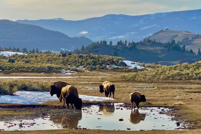 Private Yellowstone Wildlife Tour in the American Serengeti 1