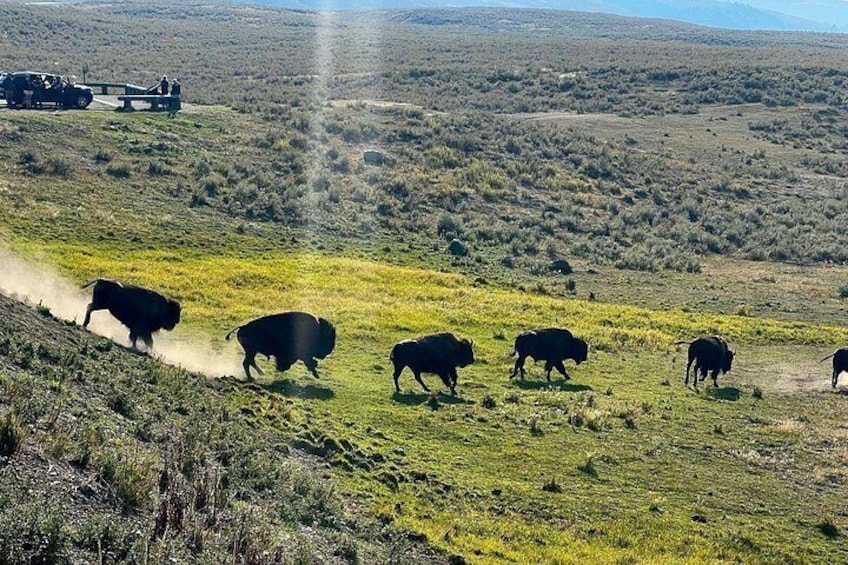 Private Yellowstone Wildlife Tour in the American Serengeti 5