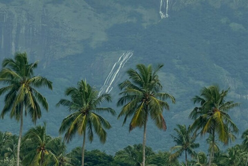 Palmeras frente a un paisaje montañoso. 1