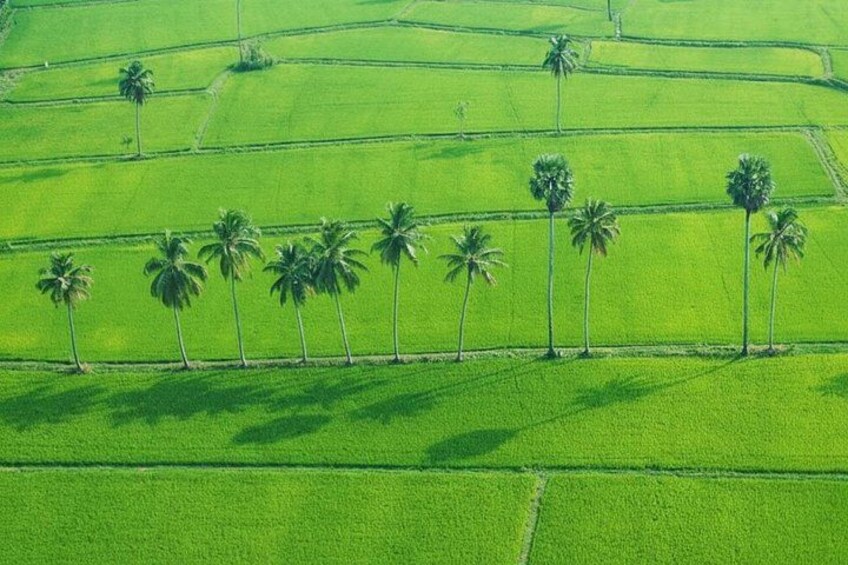 A green agricultural field with rows of crops and palm trees. 2