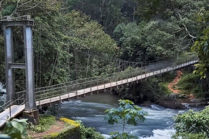 Un puente colgante sobre un río rodeado de un bosque denso. 4