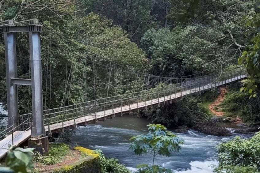 A suspension bridge over a river, surrounded by dense forest. 4