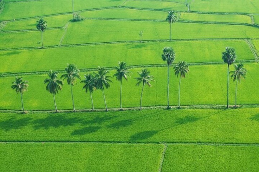 Vista aérea de un campo agrícola verde con hileras de cultivos y palmeras. 2