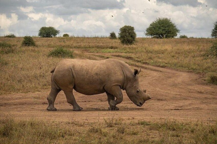 Nairobi National Park Tour 5