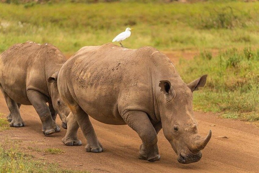 Nairobi National Park Tour 4