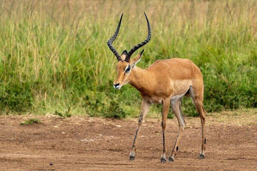 Nairobi National Park Tour 1