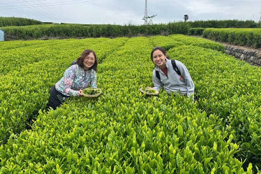 Two people in a tea plantation with rows of tea plants. 3