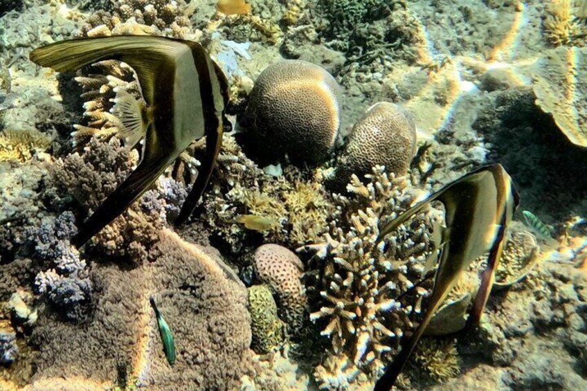 Private 3 Gili Islands Snorkeling Tour from Lombok 2