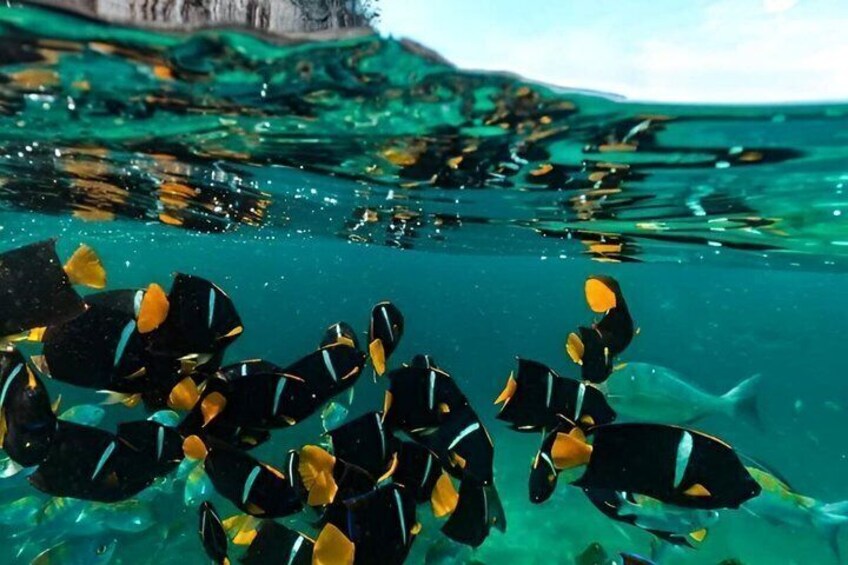 Snorkel & Epic Boat Ride to Los Arcos Sanctuary 3