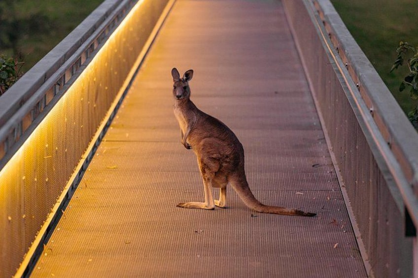 A kangaroo on a bridge with yellow lighting. 1