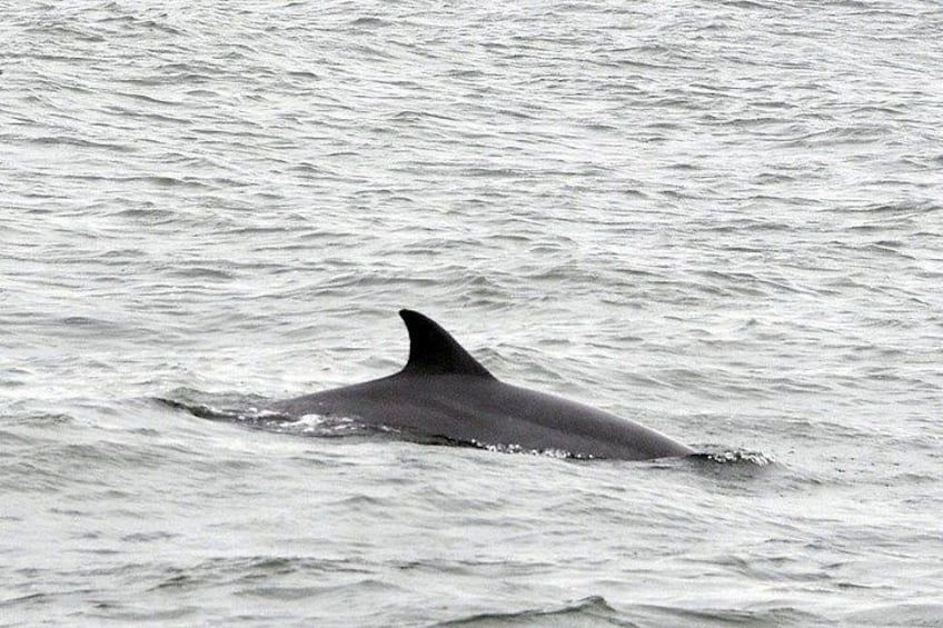 A dolphin swimming in the ocean. 1