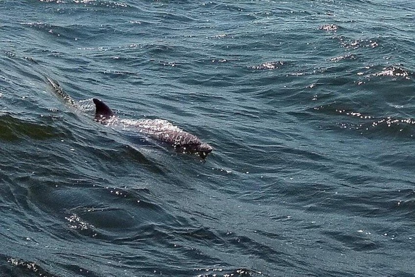 A shark swimming in the ocean. 4