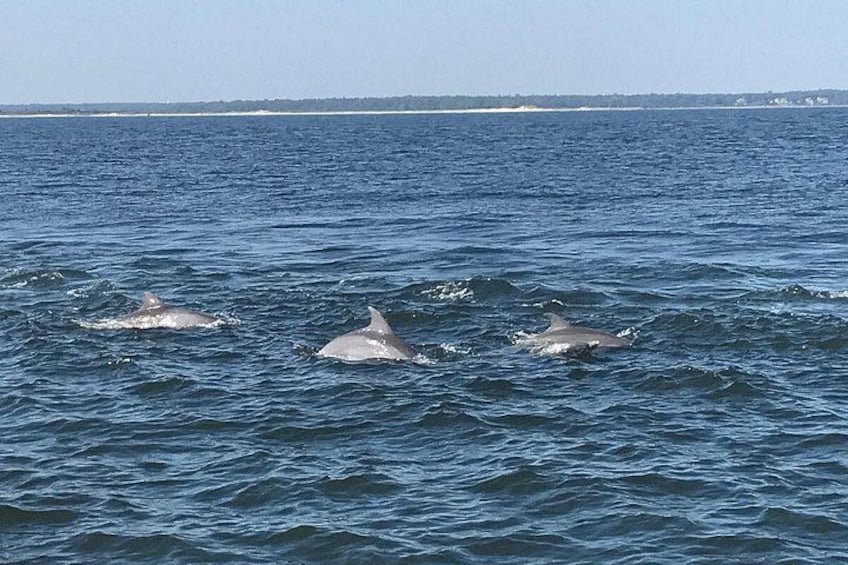 Dolphins swimming in the ocean. 3