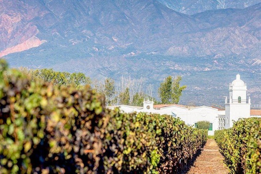 Cafayate and Wines and Calchaquís Landscapes and Valleys 4