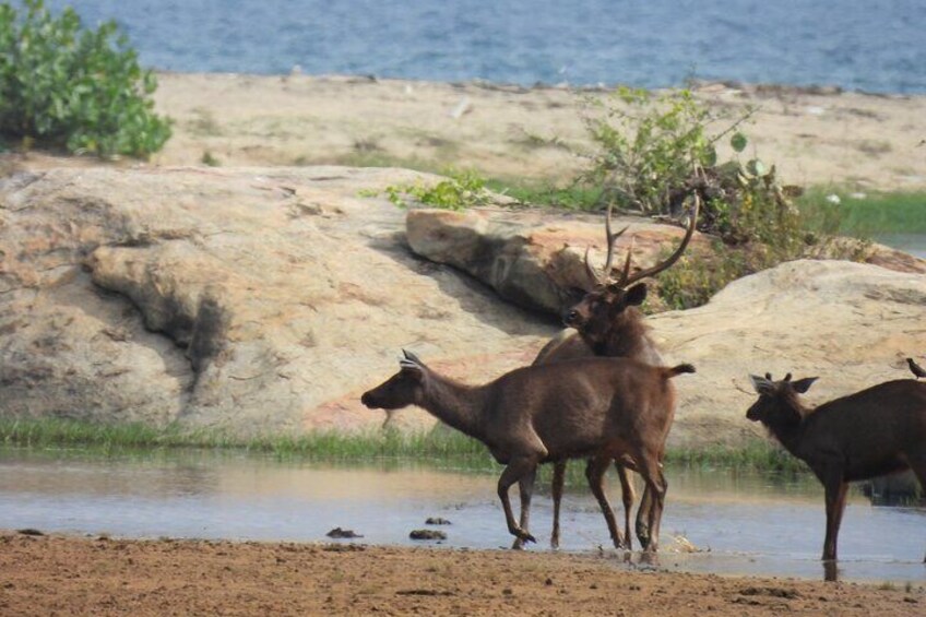 A group of deer near a water body with rocks and sparse vegetation. 1
