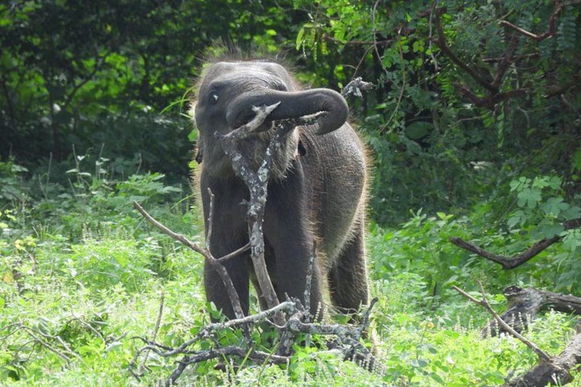Een olifant in een bebost gebied met begroeiing en bomen. 5