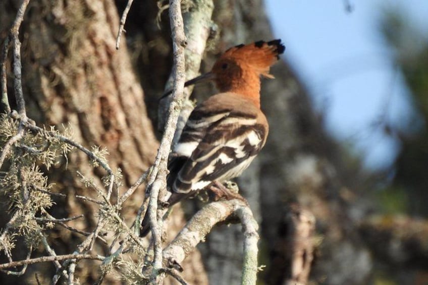 Een vogel zit op een tak. 2