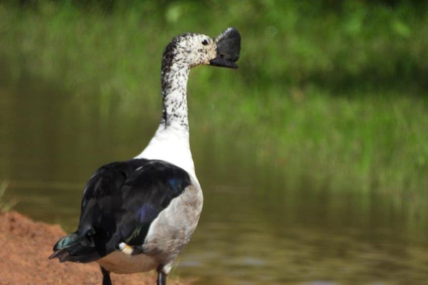 Een vogel staat bij een waterpartij. 4