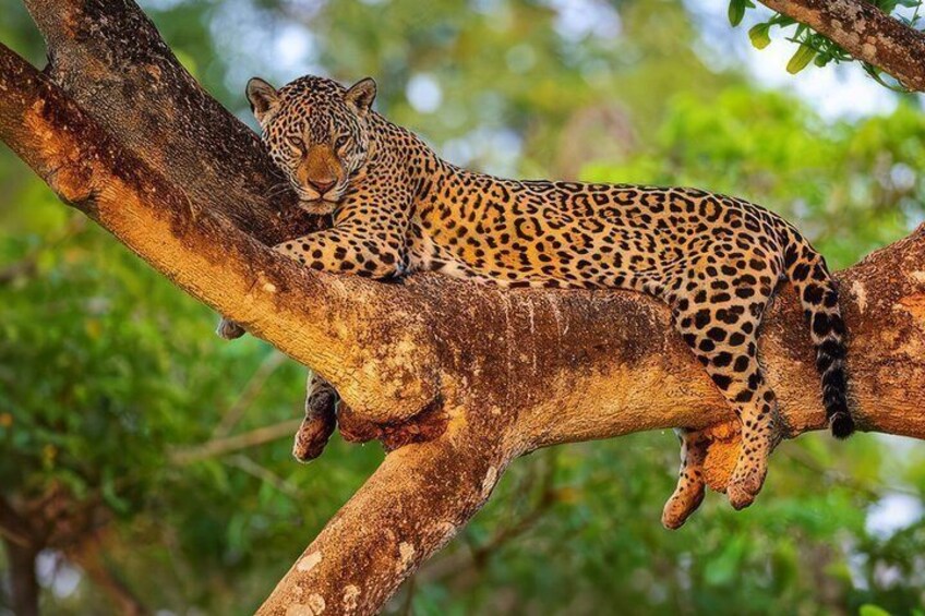 Yala National Park Half Day Safari - Ceylon Safari Tours 2